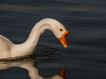 Domestic white goose sees his reflection in dark water of lake