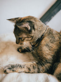 Close-up of a cat looking away