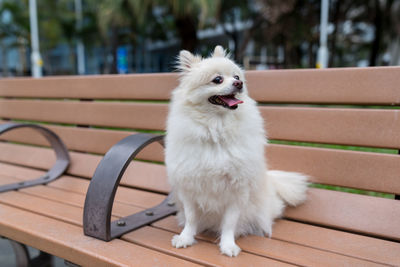 Dog looking away while sitting on bench
