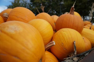 Close-up of pumpkins for sale in market