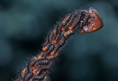 Close-up of insects on plant