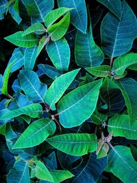 Full frame shot of green leaves