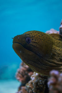 Close-up of fish swimming in sea