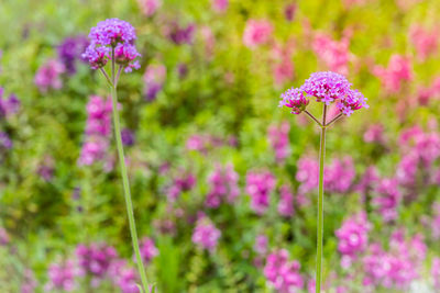 Close-up of pink flowering plants