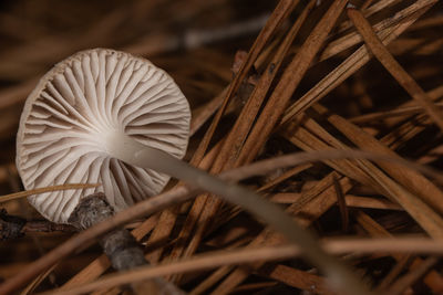 close-up