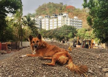 Portrait of dog by trees against sky