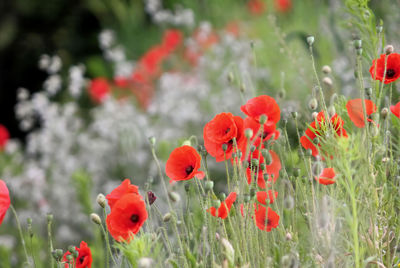 Close-up of red rose blooming in field