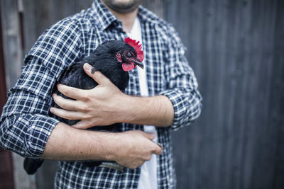 Midsection of man carrying hen at poultry farm