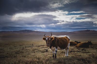 Cows on landscape against cloudy sky