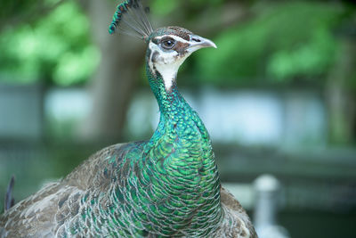 Close-up of peacock