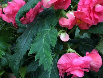 Close-up of pink flowers blooming outdoors