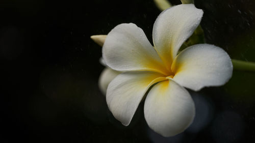 Close-up of white water lily