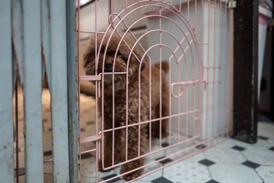 Hairy dog standing by metal gate