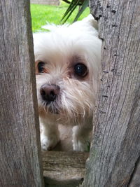 Close-up portrait of dog on tree trunk