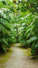 Scenic view of palm trees in forest