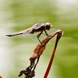 Close-up of bird