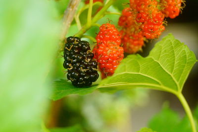 Close-up of strawberry growing on plant