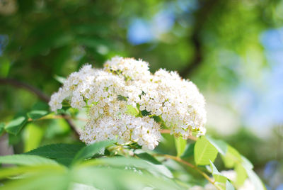 Close-up of white flowering plant