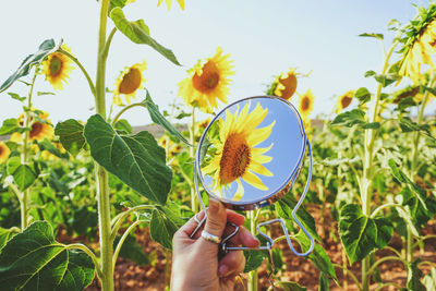 Low angle view of hand holding sunflower against plants
