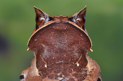 Close-up of a horse