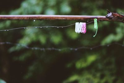 Close-up of clothespin on cable during rain