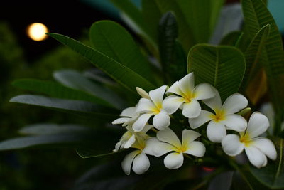 Close-up of white flowering plant