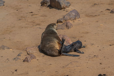 High angle view of crab on sand