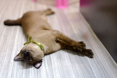 High angle view of a dog resting