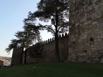 Low angle view of trees on field against sky