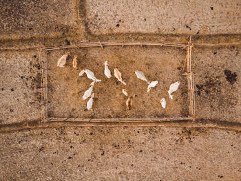 View of birds on wall