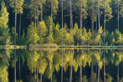 Forest lake with reflection of green trees in water. beautiful summer in woods. pure nature beauty