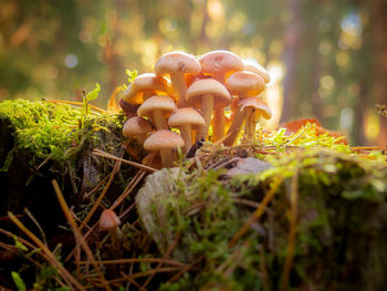 Close-up of mushroom growing on field