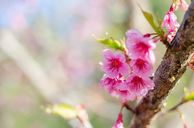 Close-up of pink cherry blossoms