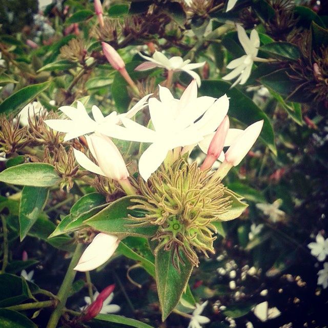 flower, growth, freshness, leaf, petal, white color, fragility, plant, close-up, focus on foreground, nature, flower head, beauty in nature, blooming, day, high angle view, outdoors, park - man made space, in bloom, no people