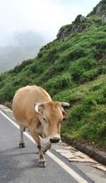 View of sheep walking on road