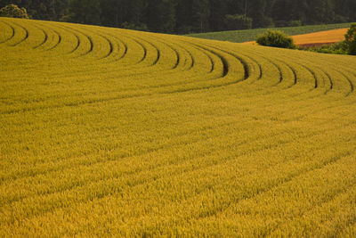 Scenic view of yellow rice field patchwork