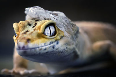 Lemon frost gecko shed its skin, all shedding process captured, amazing animal reptile photo series