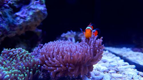 Close-up of coral in sea