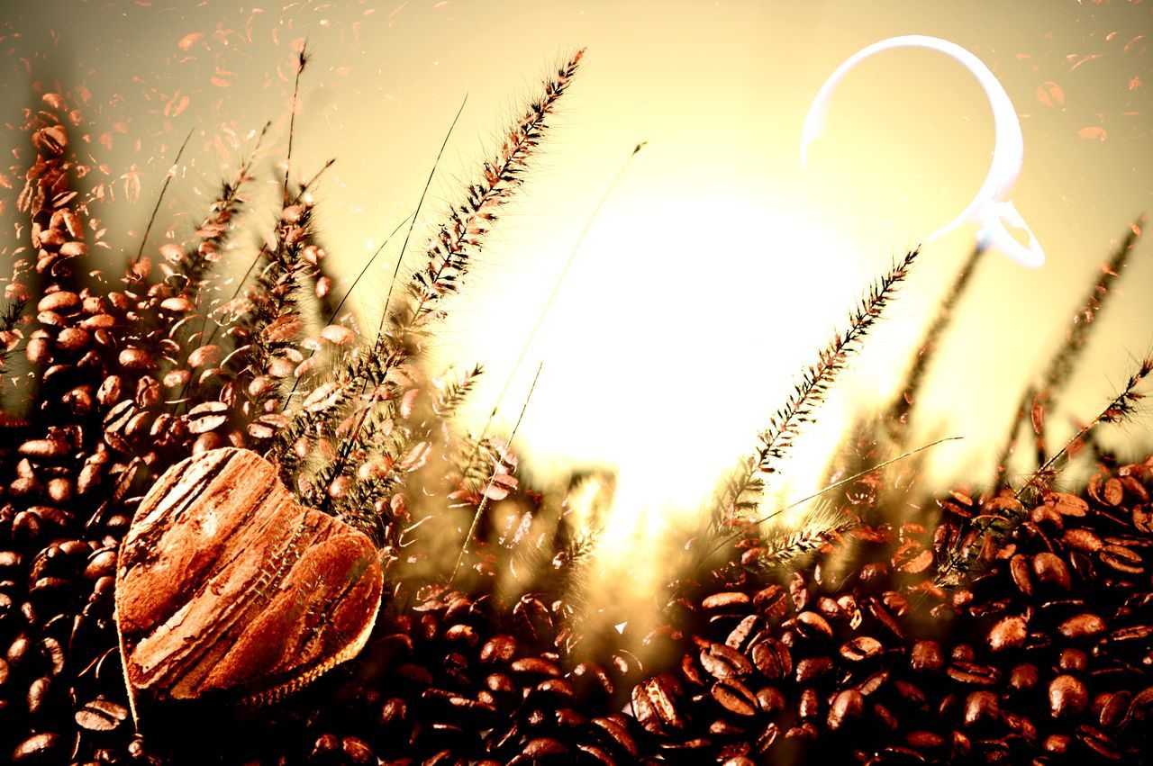 CLOSE-UP OF PLANTS AGAINST SUNSET