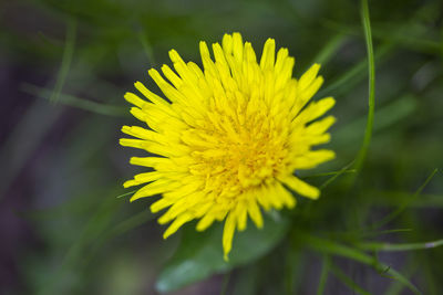 Close-up of yellow flower