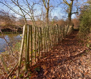 Footpath amidst trees in forest