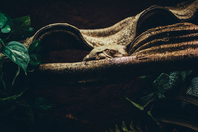 Close-up of frog sleeping on a tree branche