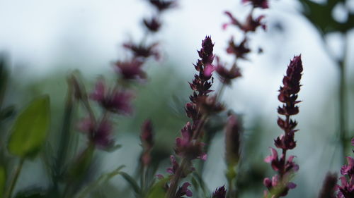 plant