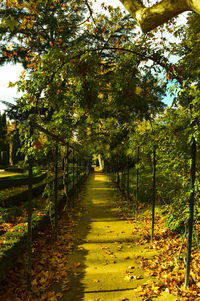 Trees in park