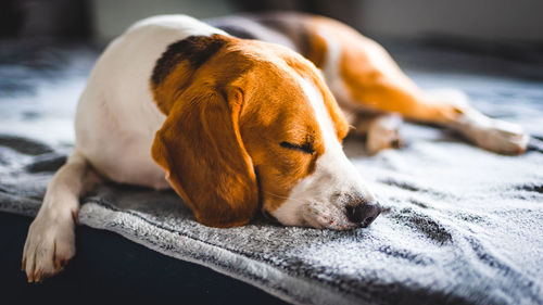 Close-up of a dog lying on bed