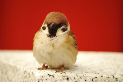 Close-up of bird