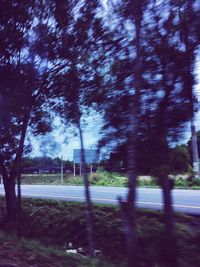 Trees on landscape against sky