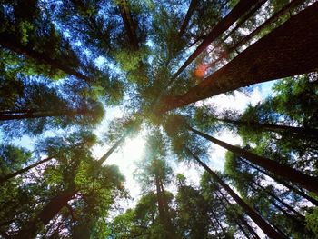 Low angle view of trees in forest