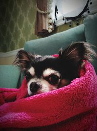 Close-up portrait of a dog resting at home