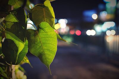 Close-up of fresh green leaves